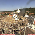 11_55-nest.jpg