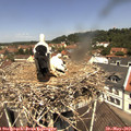 12_00-nest.jpg