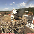 12_30-nest.jpg