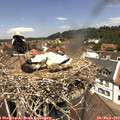 12_40-nest.jpg
