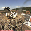 12_45-nest.jpg