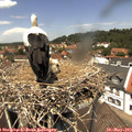 12_50-nest.jpg