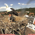13_00-nest.jpg