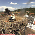 13_05-nest.jpg