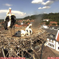 13_10-nest.jpg