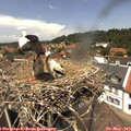 13_20-nest.jpg