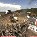 13_30-nest.jpg