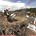 13_40-nest.jpg