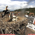 13_45-nest.jpg