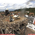 13_50-nest.jpg