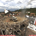 13_55-nest.jpg