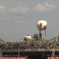 14_00-mast.jpg