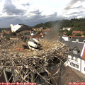 14_00-nest.jpg