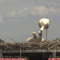 14_05-mast.jpg