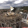 14_10-nest.jpg