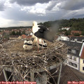 14_15-nest.jpg