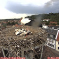 14_20-nest.jpg