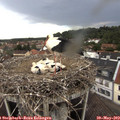 14_30-nest.jpg