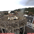 14_40-nest.jpg