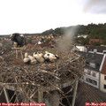14_45-nest.jpg