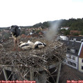14_50-nest.jpg