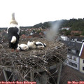 14_55-nest.jpg