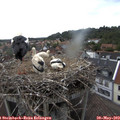 15_00-nest.jpg