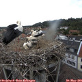 15_05-nest.jpg