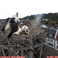 15_10-nest.jpg