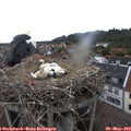 15_15-nest.jpg