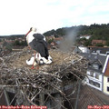 15_20-nest.jpg