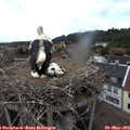 15_25-nest.jpg