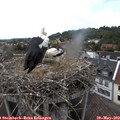 15_30-nest.jpg
