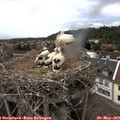 15_35-nest.jpg