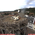 15_40-nest.jpg
