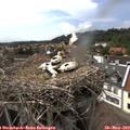15_50-nest.jpg