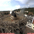 15_55-nest.jpg
