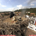 16_00-nest.jpg