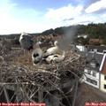 16_15-nest.jpg