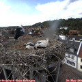 16_20-nest.jpg