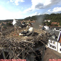 16_35-nest.jpg