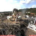 16_50-nest.jpg