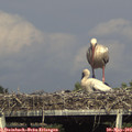 16_55-mast.jpg