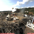 16_55-nest.jpg
