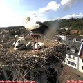 17_00-nest.jpg