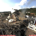 17_10-nest.jpg