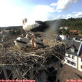 17_15-nest.jpg