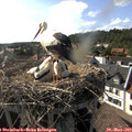 17_20-nest.jpg