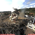 17_25-nest.jpg