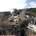 17_30-nest.jpg